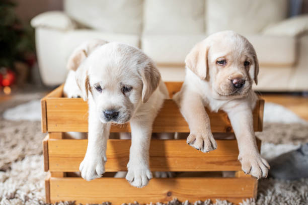 istock Puppies at wooden box 1299814554