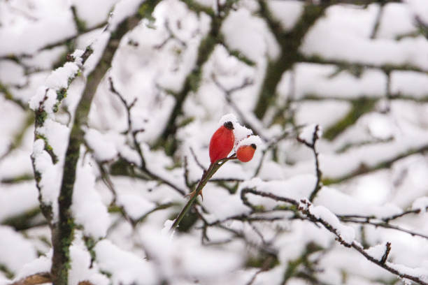 istock Red rosehip berries with snow, ice, winter, nature 1299814587