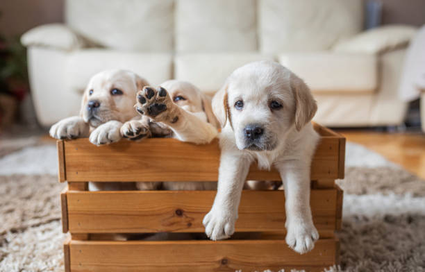 cuccioli in scatola di legno - newborn animal immagine foto e immagini stock