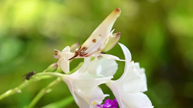 Orchid Mantis, Hymenopus coronatus; found on an orchid waiting for a candidate to become breakfast.