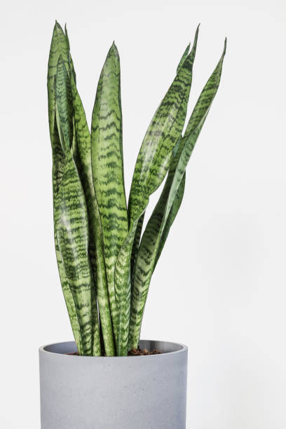 istock Sansevieria trifasciata (Snake Plant) in gray pot with white background 1299816146