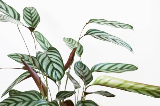 istock green Ctenanthe setosa plant with white background 1299816148