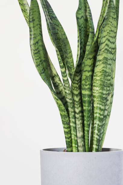 istock Sansevieria trifasciata (Snake Plant) in gray pot with white background 1299816149
