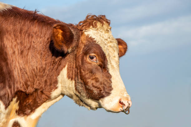 istock Bull head with metal nose ring, mighty looking profil, tender friendly expression 1299816172