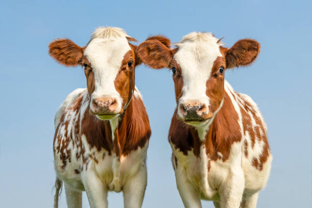 Cute ow calves tender love portrait of two cows, lovingly together, with dreamy eyes, red and white with pale blue sky  background Cute calves tender love portrait of two cows, lovingly together, with dreamy eyes, red and white with pale blue sky  background two cows stock pictures, royalty-free photos & images