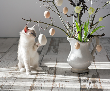 young pedigree cat plays with Easter egg on the ostrich