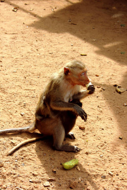 istock Monkey in a monkey temple Suratthani Thailand. A monkey sits on the ground eating fruit. Wild animals. Vertical photo 1299817106