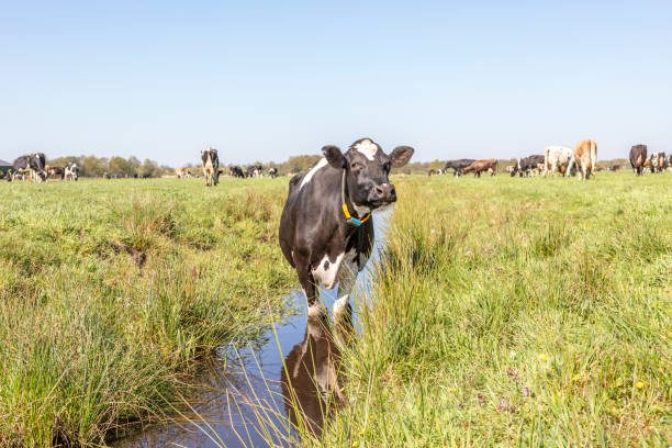 vaca en una zanja refrescando, nadando tomando un baño y de pie en un arroyo en la reflexión de pastos en el agua - wading fotografías e imágenes de stock