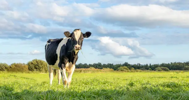Black and white cow, standing on green grass in a meadow, pasture in the Netherlands, and a blue sky.