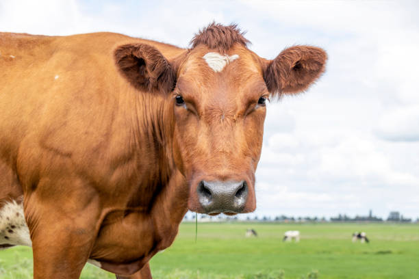 istock Cow headshot red with black nose and calm friendly expression and pale blue background. 1299817616