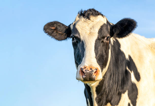 istock Cow head, looking friendly, black and white, and pale blue background with copy space 1299817643