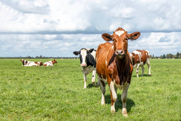 neugierige freche kuh glücklich läuft in richtung in einem grünen feld unter einem blauen himmel und einem fernen horizont." r"n - cow stock-fotos und bilder