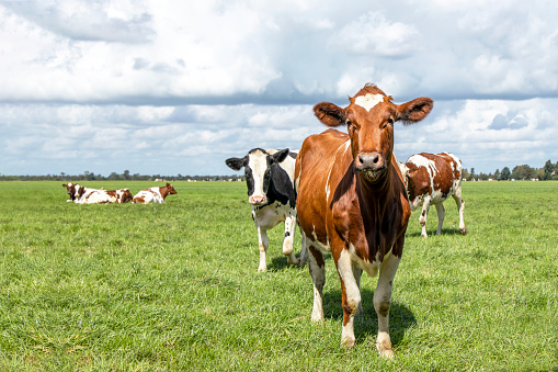 Grazing cow at field in Ouse Valley Park, UK