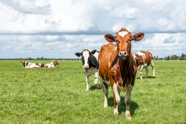 Curious cheeky red and white cow happy running towards in a green field under a blue sky and a distant horizon."r"n