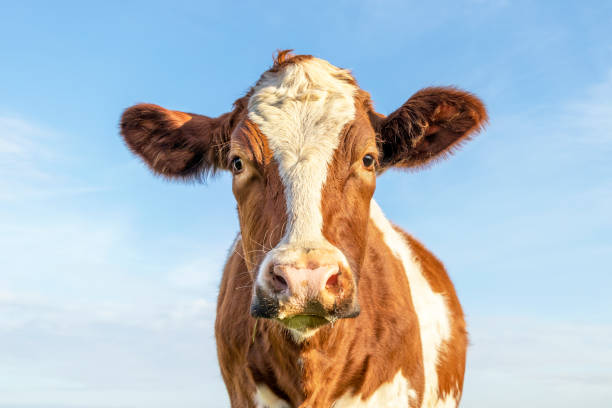istock Cow cute and calm, red and white head with dreamy eyes friendly expression and pale blue background. 1299819028