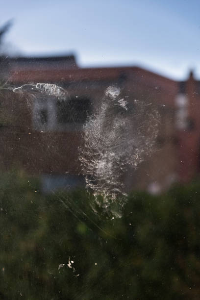 istock Mark of bird flying into glass 1299819268