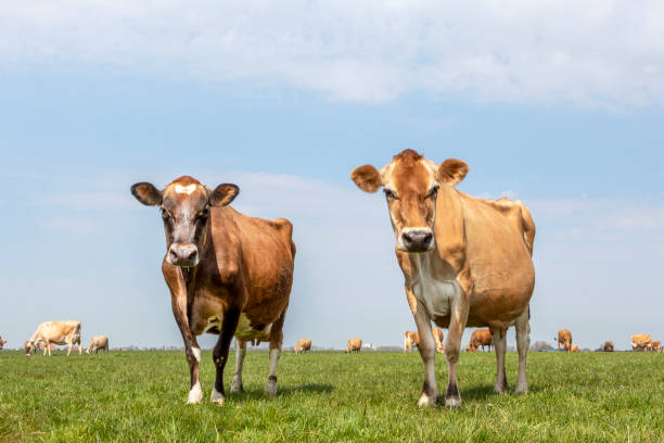 istock Jersey cows, more cows in background, standing in a pasture under a pale blue sky and a straight horizon. 1299820304