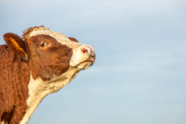 istock Bull head and nose ring, mighty looking profil, tender friendly expression 1299820333