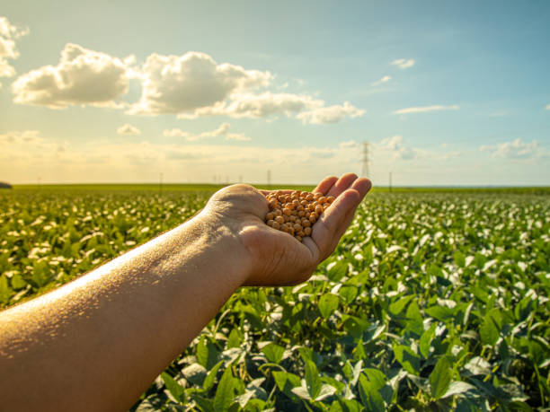 hand hält sojabohnen mit platation und himmel am horizont und details in makro - plantage stock-fotos und bilder