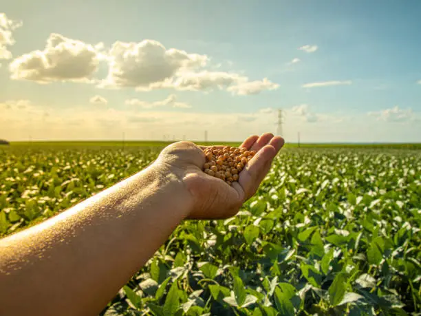Photo of hand holding soybeans with platation and sky on the horizon and details in macro
