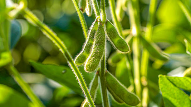 plantación de soja con cielo en el horizonte y detalles macro - bean fotografías e imágenes de stock