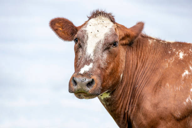 istock Cow looking straight into the camera, red white head with dreamy eyes calm friendly expression and pale blue background. 1299820614