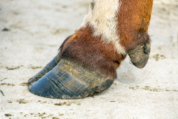 Hoof of a cow close up on a concrete path, black nail, brown and white coat Hoof of a cow close up standing on a concrete path, black nail, brown and white coat hoof stock pictures, royalty-free photos & images