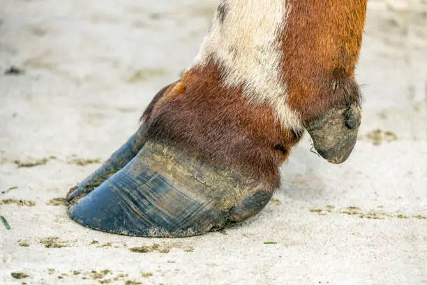 Hoof of a cow close up standing on a concrete path, black nail, brown and white coat