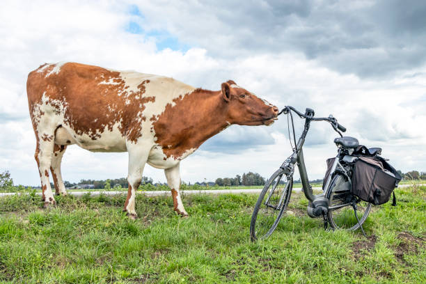 mature woman riding a bike