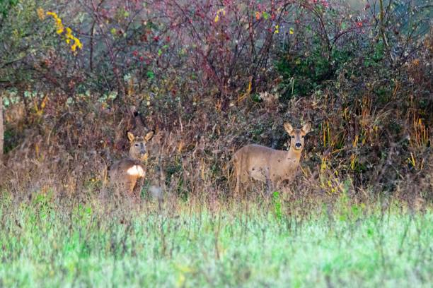 istock portrait of deer in the grass 1299821542