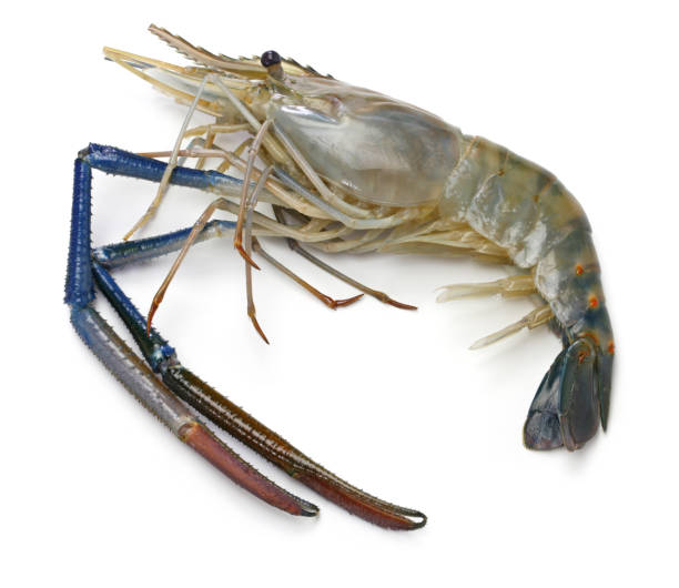 fresh giant river prawn isolated on white background