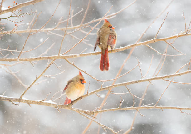 Female cardinals sitting on a branch while it is snowing Female cardinals sitting on a branch while it is snowing female cardinal bird stock pictures, royalty-free photos & images