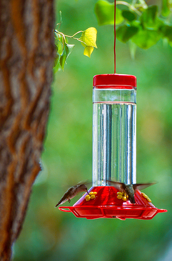 The hummingbird is native to the Americas. They are the smallest o birds. The birds migrate and will last anywhere from one to four weeks and average 20 -25 miles per day in flight. Most the time is flying with some rest stops for food, nectar and sleep. This image shows two birds drinking at the feeder.