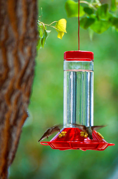 Hummingbirds at feeder - 20067 stock photo