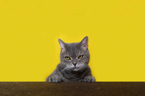 istock Aggressive cat in front of yellow background 1299822998