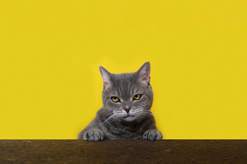 Unhappy cat. British shorthair cat.
