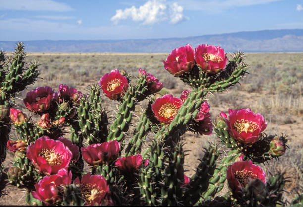 istock Cholla - Staghorn Cactus in New Mexico -132 1299823211