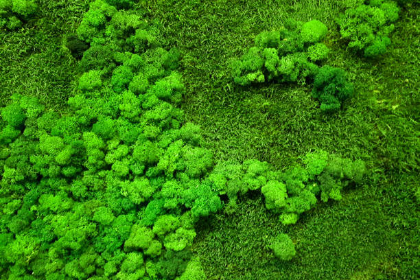 istock green preserved moss wall for office decor 1299823390