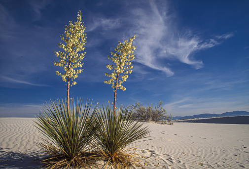 This is a photograph of a flowering Joshua tree growing in the desert landscape of the California national park in spring.