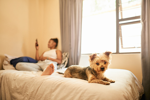 Cute little dog sitting on a bed with its young female owner using her cellphone in the background
