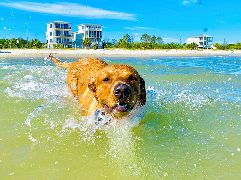 Labrador retriever swimming in the ocean
