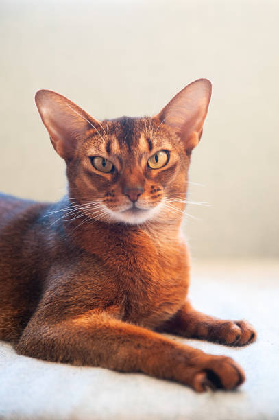 istock Close-up portrait  cute Abyssinian  cat front view, and looking at the camera 1299823793