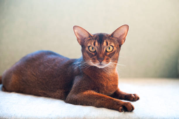 istock Close-up portrait  cute Abyssinian  cat front view, and looking at the camera 1299823794