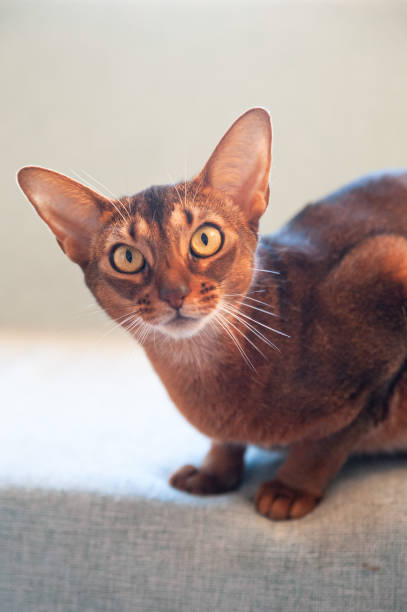 istock Close-up portrait  cute Abyssinian  cat front view, and looking at the camera 1299823805