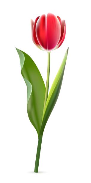 istock Red tulip on white background. Realistic spring colorful flower vector illustration. Floral decorative plant with petals and green leaves in blossom. Gift for holiday, design for card 1299823857
