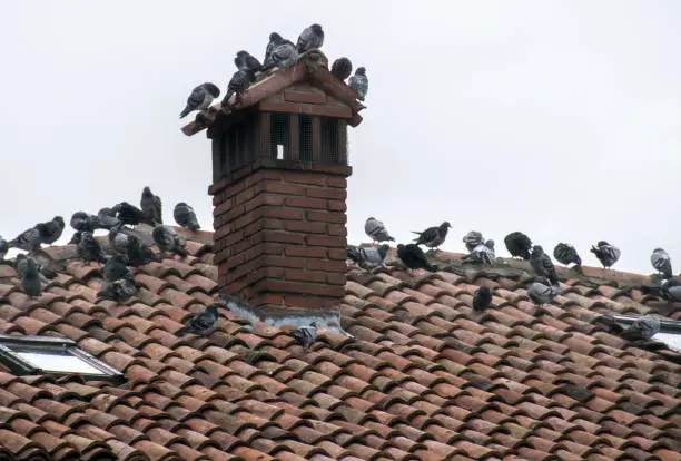 Pigeons on the roof