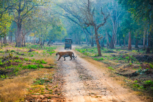 tigre che cammina la mattina presto. tempo di caccia. l'immagine è stata scattata nella foresta di nagarahole, karnataka, india. - tropical rain forest foto e immagini stock