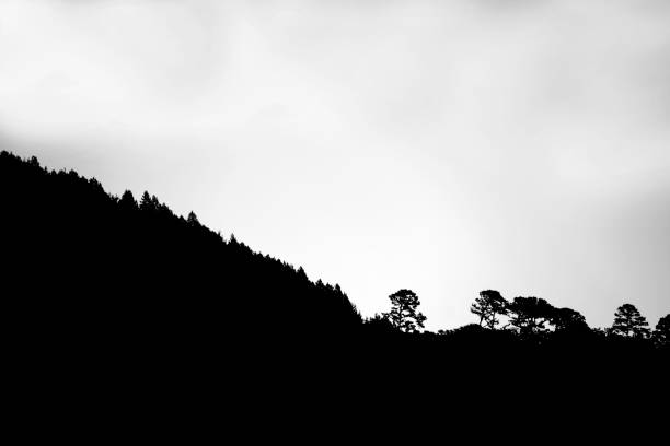 istock Mountain at dawn, clear sky and intense sunlight, tall forest in Guatemala, rural space and natural black and white photography. 1299826921