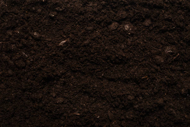 istock Black land for plant background. 1299827585