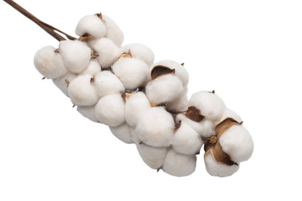 istock Cotton flower branch isolated on white background. 1299827666